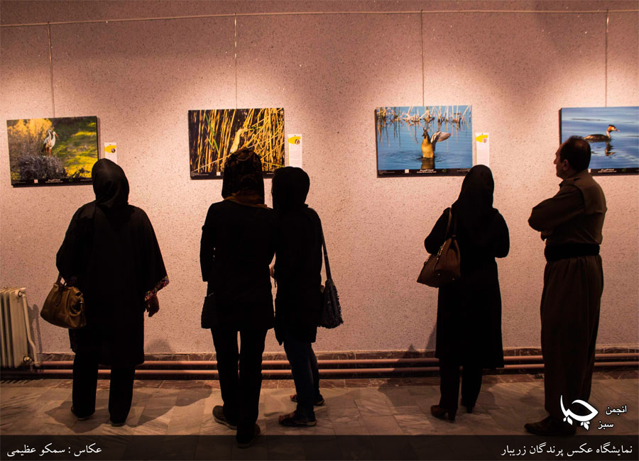 گزارش تصویری نمایشگاه عکس پرندگان مریوان