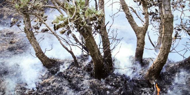 لە کوردوستان مەرگی سوور شەپۆل ئەدات