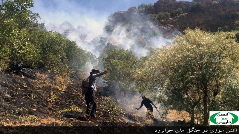 گزارش تصویری آتش سوزی جنگلهای جوانرود