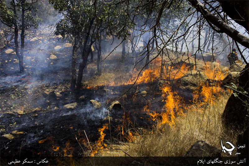 آمار آتش سوزی های جنگل های مریوان در روز نوزدهم خرداد