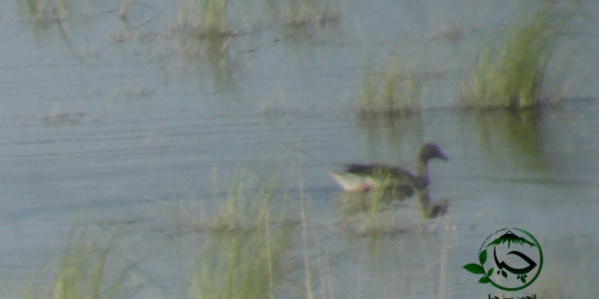 مشاهده و ثبت غاز خاکستری در فصل زادآوری بعد از سی سال در تالاب زریبار
