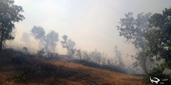 گزارش تصویری آتش سوزی جنگلهای روستای سه له سی 24 خرداد ماه