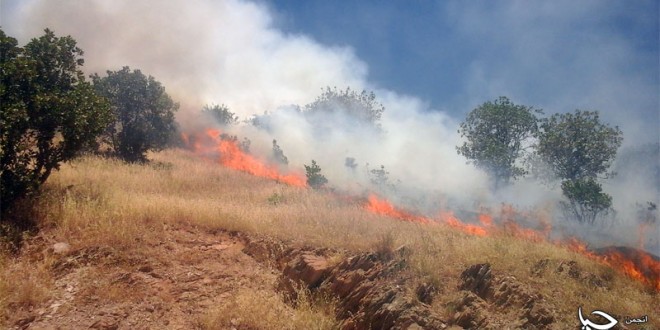 تصاویری از آتش سوزی جنگل های مریوان ٢٢ خرداد