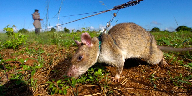 موشهای مین یاب، قهرمانهایی برای نجات جان هزاران انسان