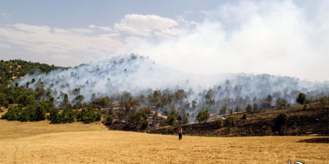 ده ها هکتار از بهترین جنگل های منطقه مریوان را سوزاندند