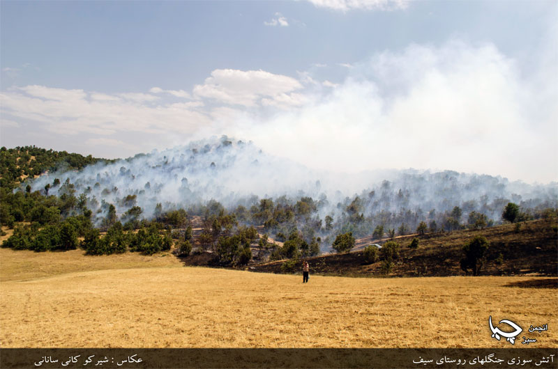 ده ها هکتار از بهترین جنگل های منطقه مریوان را سوزاندند