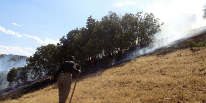 گزارش تصویری آتش سوزی جنگلهای روستای نژمار و درزیان