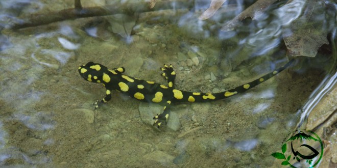 حفاظت مشارکتی از سمندرهای کردستان