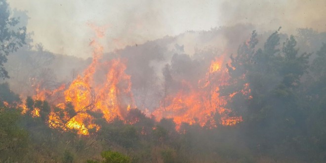 دوينێ دارستانه کانی کوردستان به تێکڕا کهوتنه بهر هێرشی دۆژمنانی دارستان.