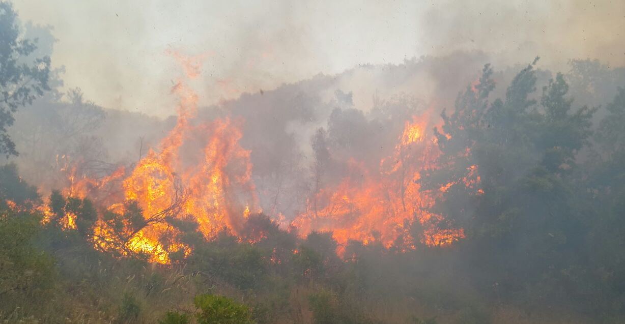 دوينێ دارستانه کانی کوردستان به‌ تێکڕا که‌وتنه‌ به‌ر هێرشی دۆژمنانی دارستان.