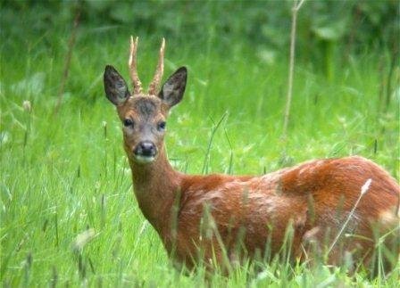 رازهای شوکا در سینه اورامانات/«فیله گیجه» در خطر انقراض