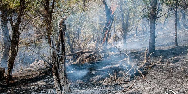 زغالهایی که روزگار زاگرس را سیاه کردند/ خاکستر بر تن جنگلها