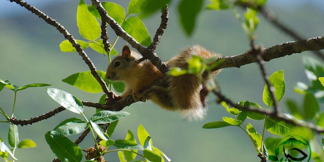 مرگ ده ها سنجاب ایرانی در مریوان