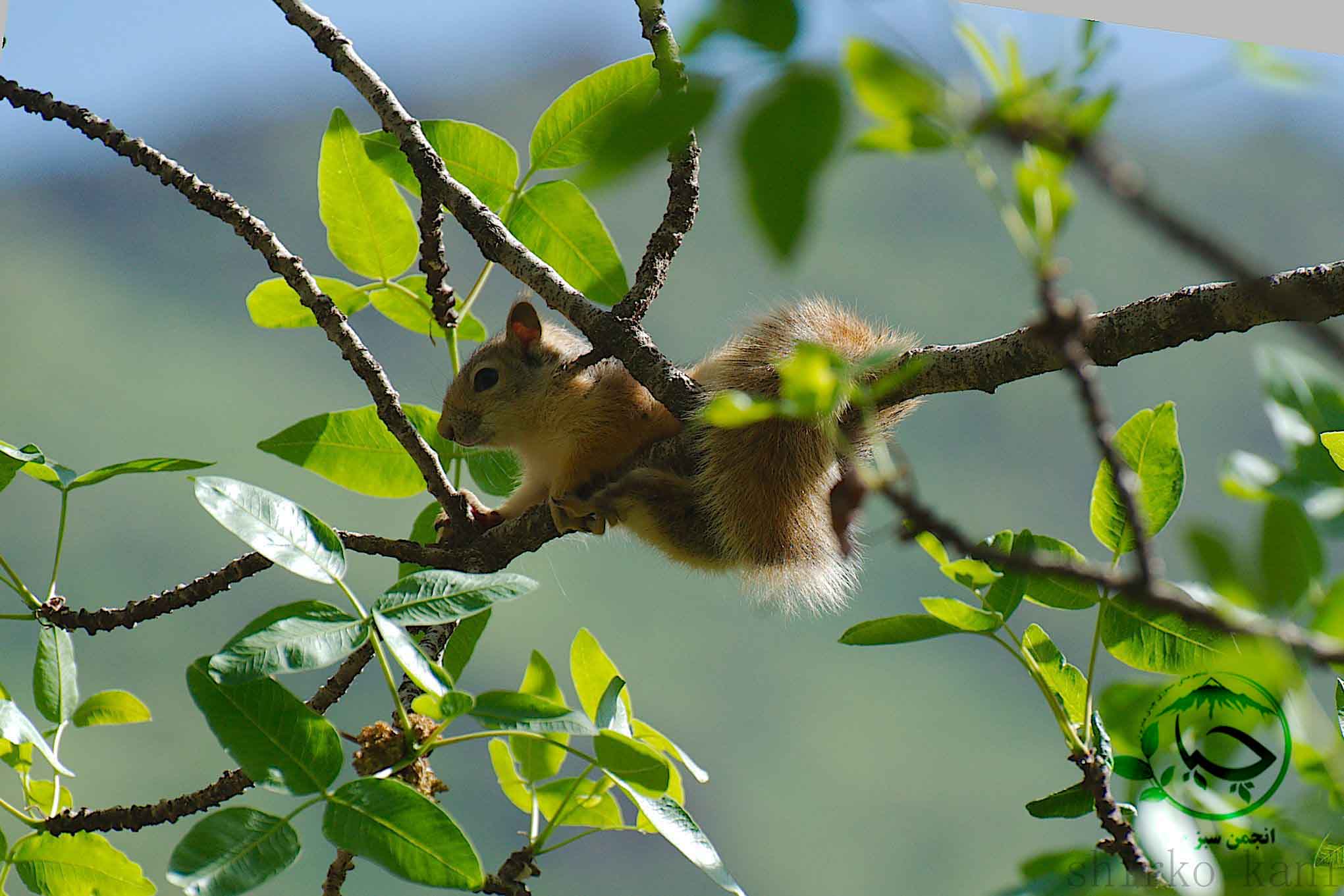 مرگ ده ها سنجاب ایرانی در مریوان