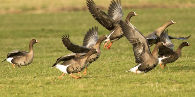 برگزاری کارگاه تخصصی – مشورتی دو روزه برای حفاظت از غاز پیشانی سفید کوچک در ایران