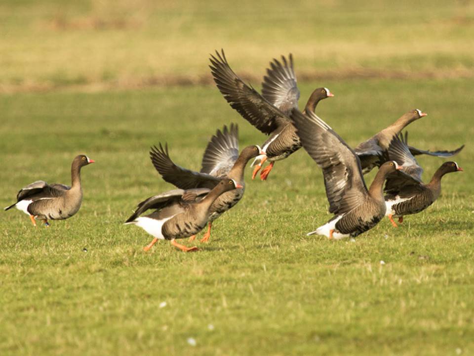 برگزاری کارگاه تخصصی – مشورتی دو روزه برای حفاظت از غاز پیشانی سفید کوچک در ایران