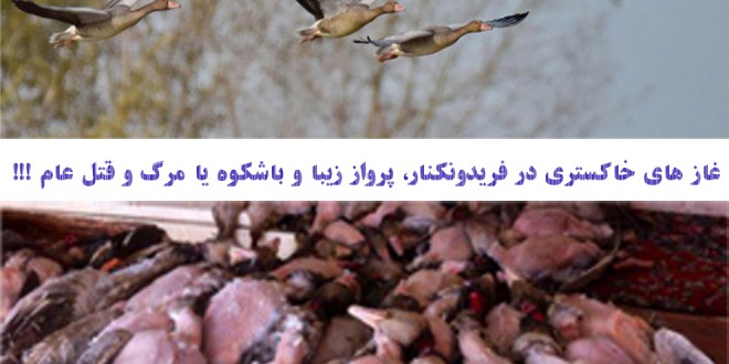 «مه» فریدونکنار 1500 غاز وحشی را به دام صیادان این شهر انداخت.