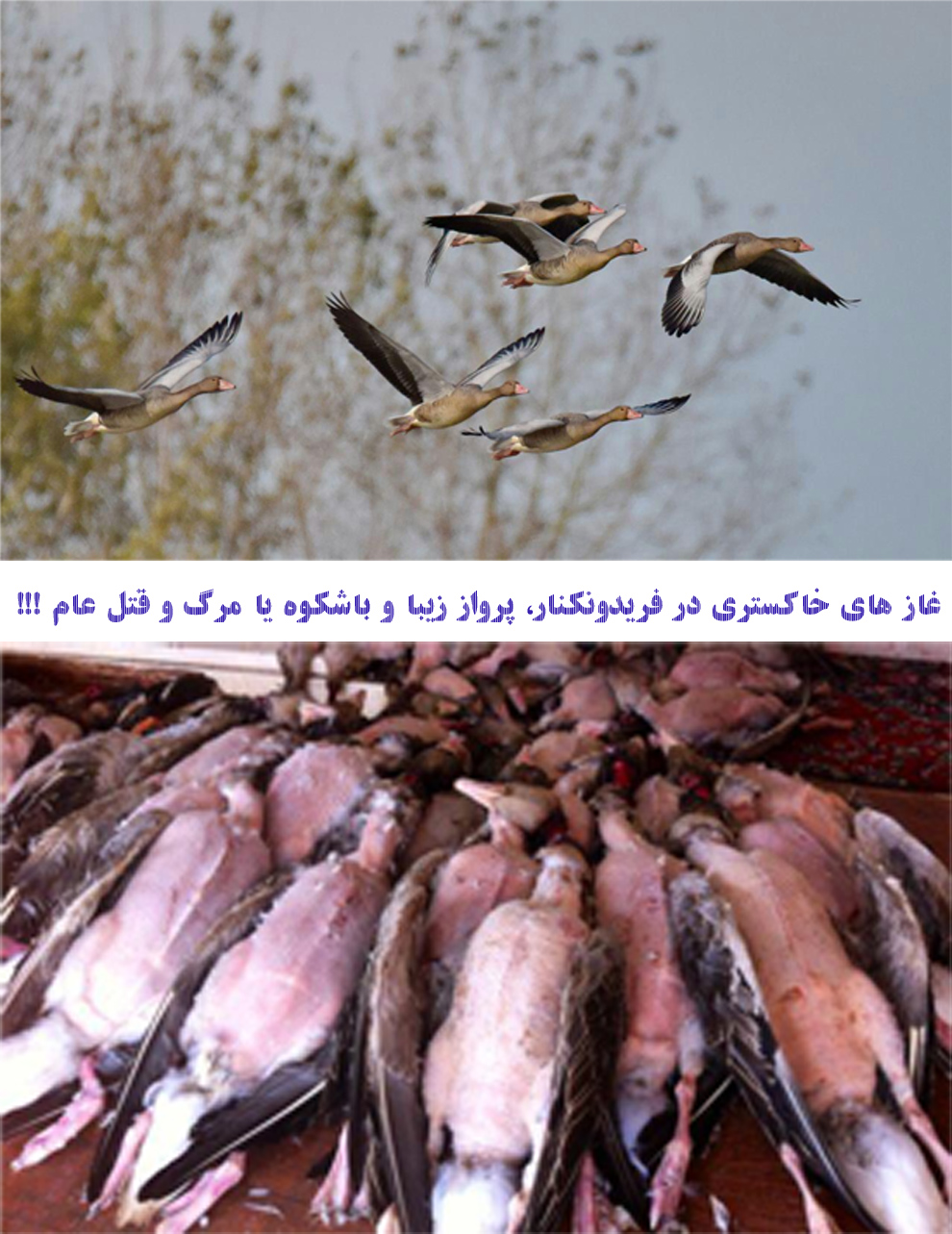 «مه» فریدونکنار 1500 غاز وحشی را به دام صیادان این شهر انداخت.