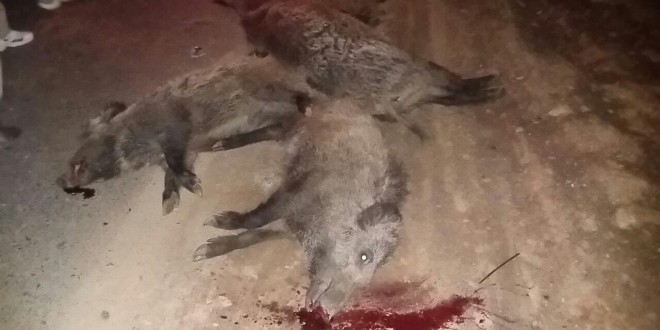 مرگ دردناک چهار خوک وحشی بر اثر سرعت بالای خودرو