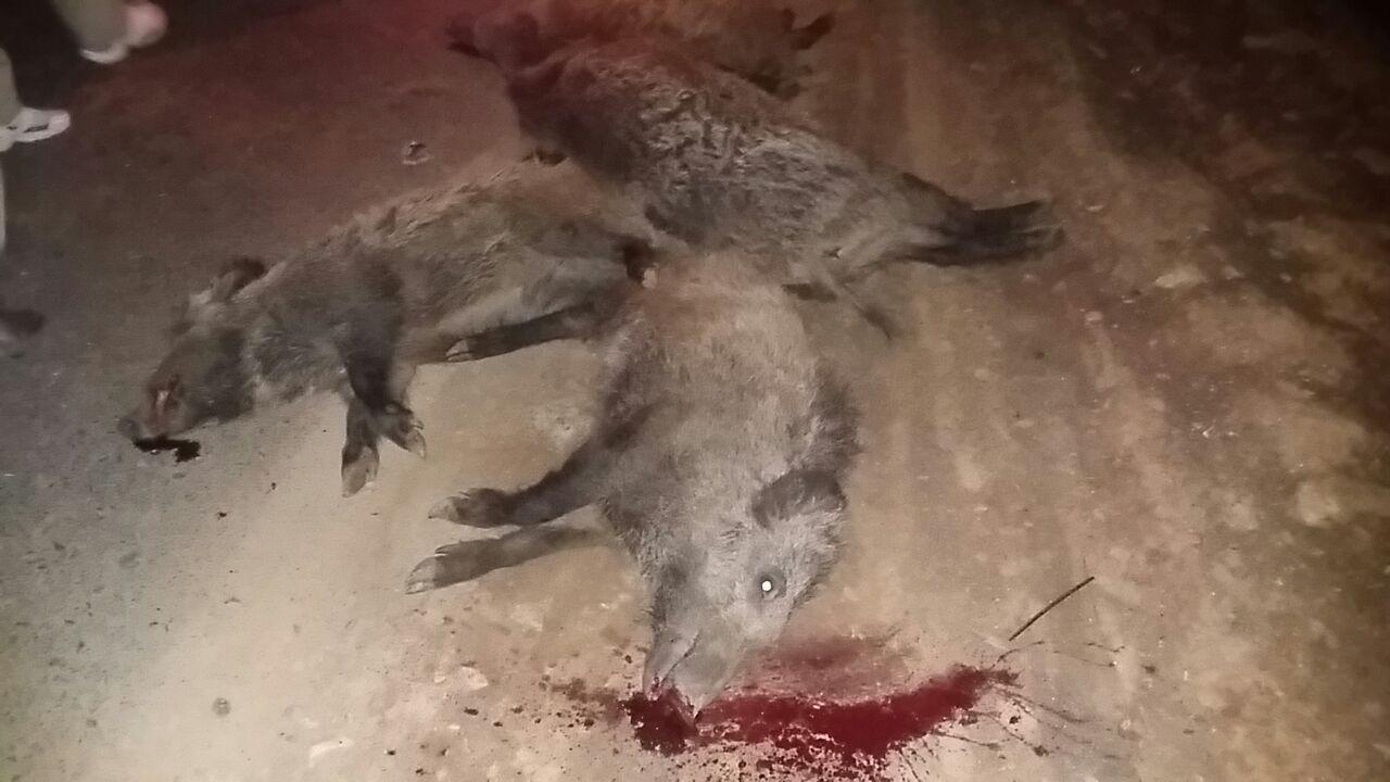 مرگ دردناک چهار خوک وحشی بر اثر سرعت بالای خودرو