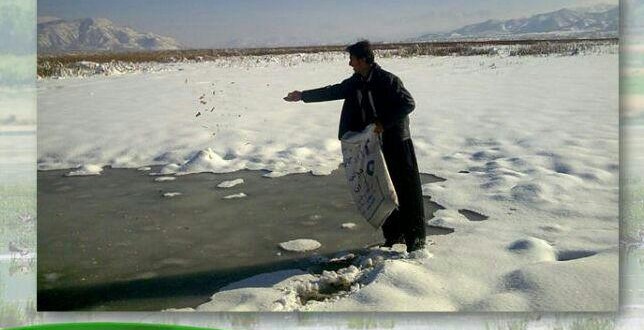 در این روزهای سرد و برفی به پرندگان کمک کنیم