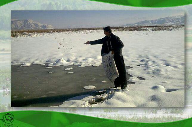 در این روزهای سرد و برفی به پرندگان کمک کنیم