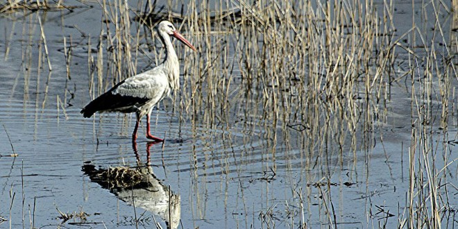 بازگشت پرنده های حاجی به زادگاهشان در زریبار