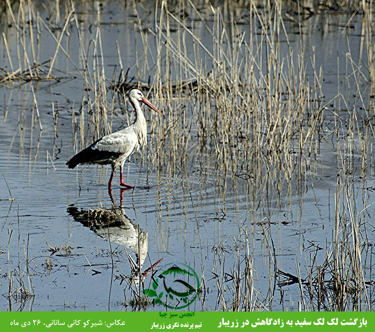 بازگشت پرنده های حاجی به زادگاهشان در زریبار