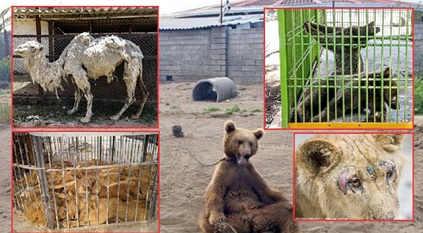 محیط ­زیست، خشونت و آگاهی کاذب