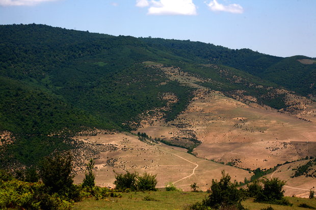 نبرد نابرابر درختکاری و جنگل‌زدایی/ سرنوشت نهال‌ها در ابهام