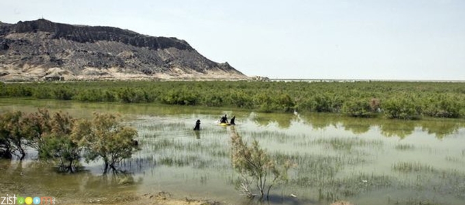 هامون پر آب شد