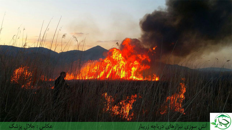 آتش سوزی نی زار های زریبار پایان ندارد