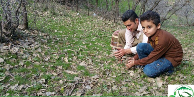 رهاسازی دو کبک توسط تیم پرنده نگری زریبار