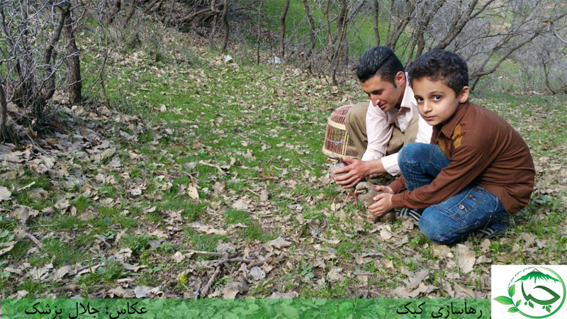 رهاسازی دو کبک توسط تیم پرنده نگری زریبار