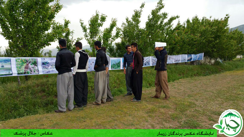 گزارش تصویری نمایشگاه عکس پرندگان زریبار