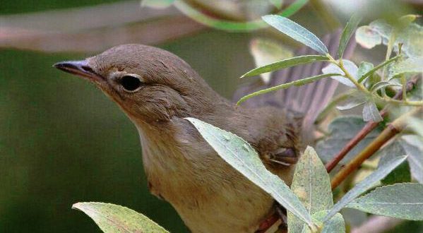 ثبت گونه ای جدید برای لیست پرندگان کوردستان