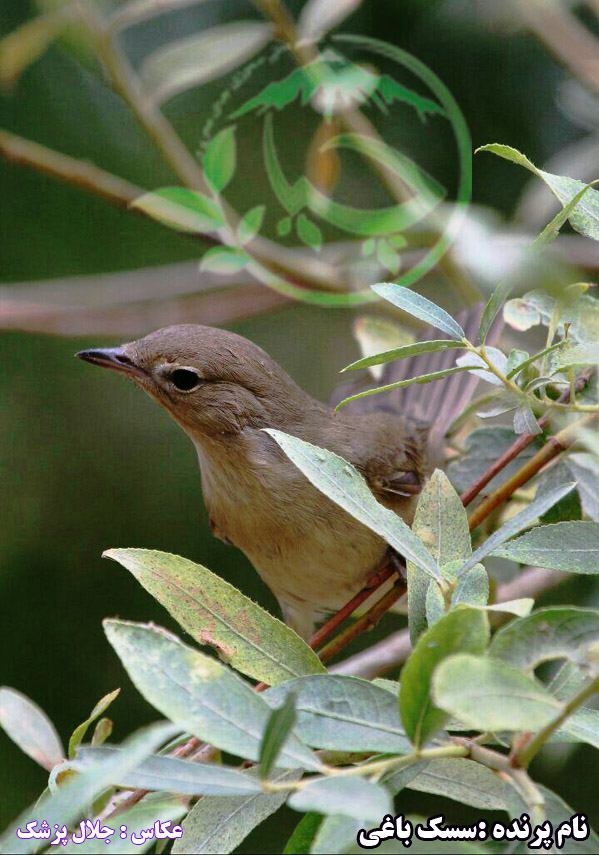 ثبت گونه ای جدید برای لیست پرندگان کوردستان