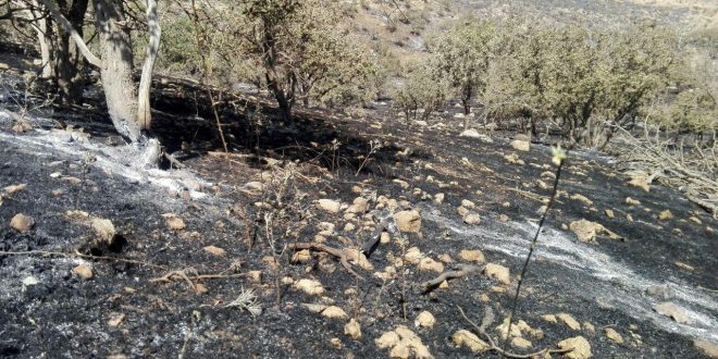 حضور چیا در مهار آتش سوزی های گیلانغرب