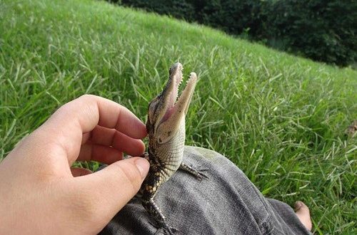 انسان دوست و حیوان دوست باشیم