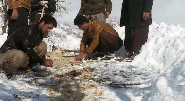 گزارش تصویری پخش دانه های خوراکی توسط اهالی روستای گله