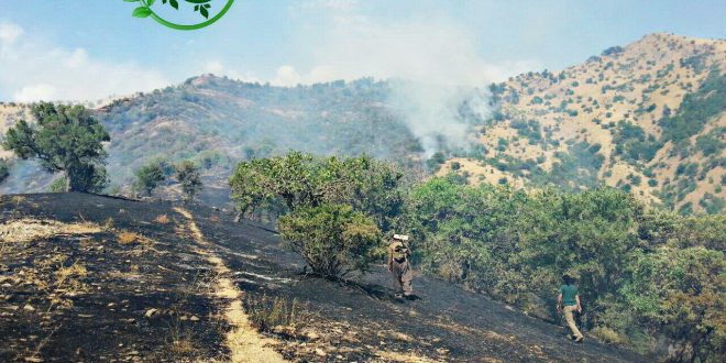 گالری تصاویر آتش سوزی اراضی جنگلی روستای گاگل