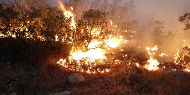 تازیانههای آتش بر جسم و جان کوسالان