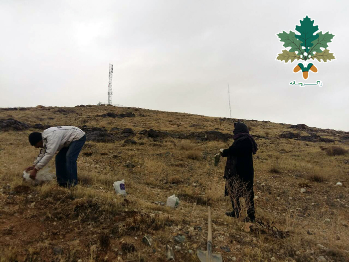 هەڵمەتی چاندنی بەڕوو لە قوروە