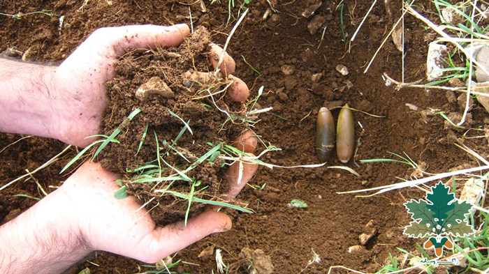 هەڵمەتی چاندنی بەڕوو لە سەلاس و باوەجانی