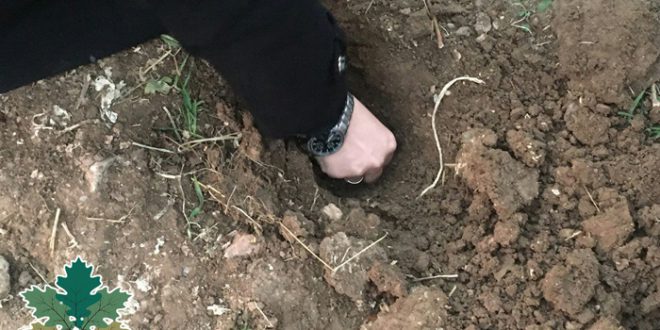 هەڵمەتی چاندنی بەڕوو لە مەهاباد