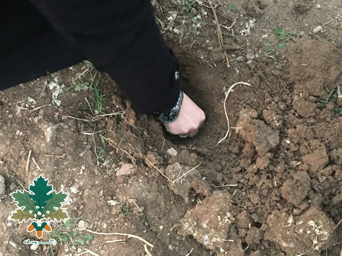 هەڵمەتی چاندنی بەڕوو لە مەهاباد