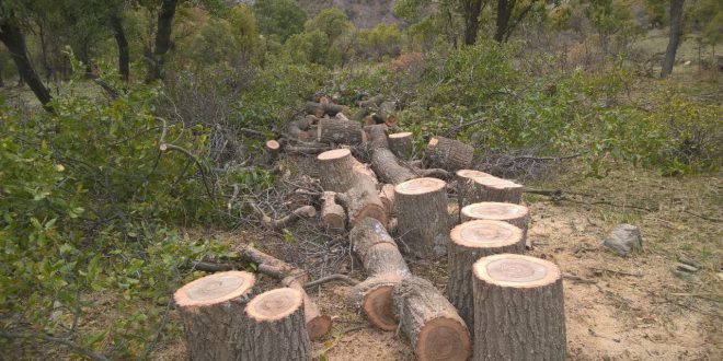 این سرزمین با قامت زاگروس زیباست