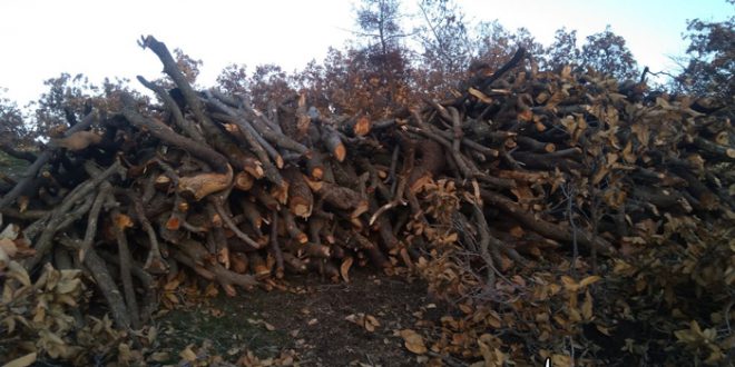 تاڵانی وڵات (دارستانی دەوروبەری ئاوایی سێف)