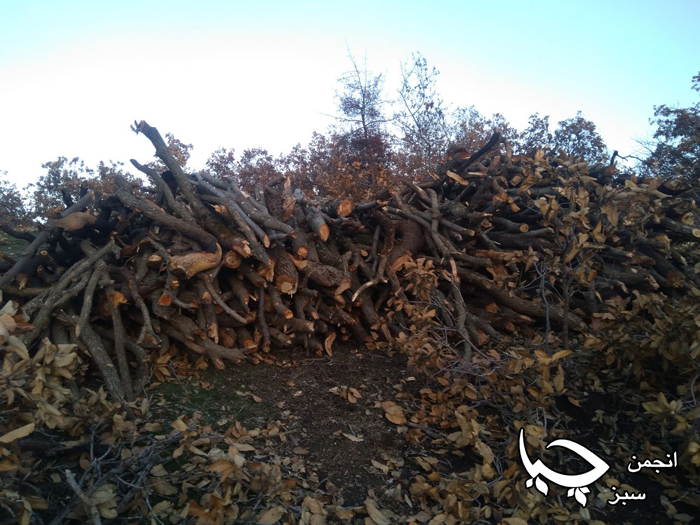 تاڵانی وڵات (دارستانی دەوروبەری ئاوایی سێف)