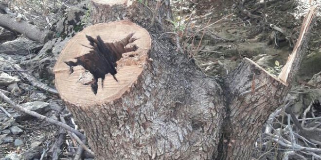 تێک دانی ژینگە و دارستان بە مەبەستی بەرهەمهێنانی ” خەڵووز “